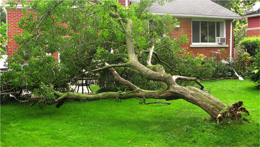 Full Tree Services 2 Full Tree Services 2