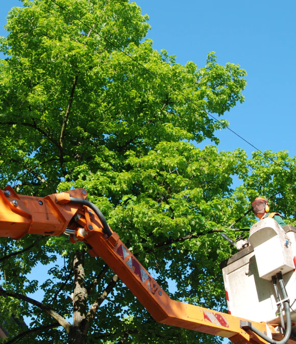 Tree Pruning & Trimming