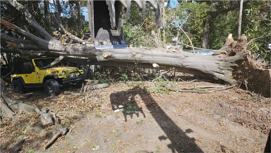 Tree Removal 2